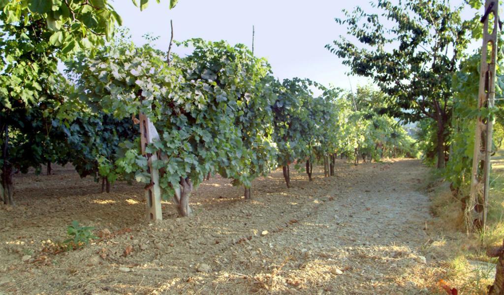Belvedere Cramaccioli Vigne Εξωτερικό φωτογραφία